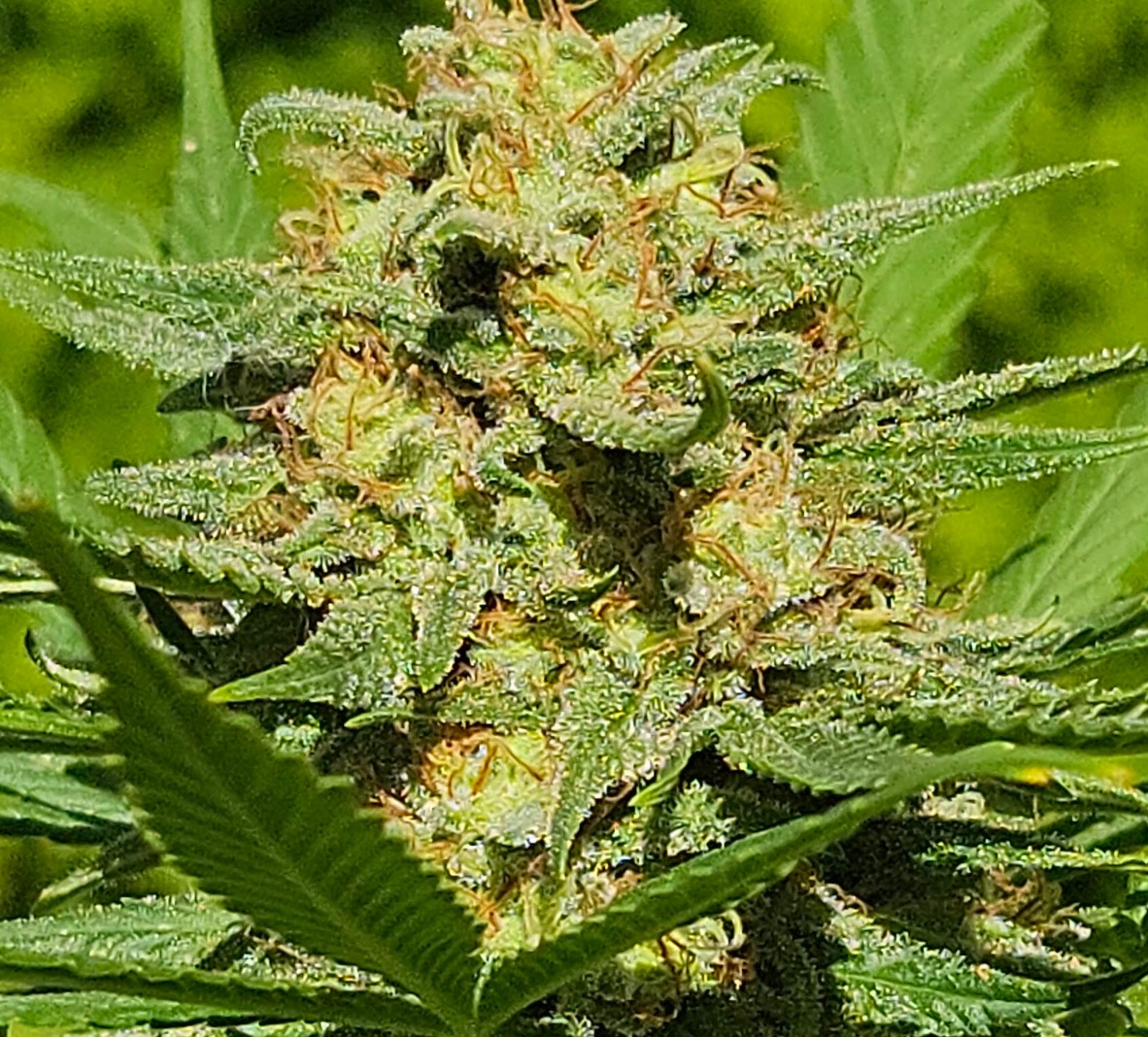 Serious 6 Strain Erstellt Von Serious Seeds serious-6-strain-erstellt-von-serious-seeds